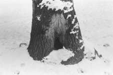 winter.oak.jpg