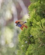 IMG_4239s.jpg