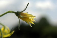 Tomato Bloom rff.jpg