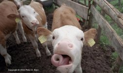 SwissCowTongue2002-w.jpg
