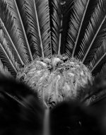 Palm 200-54-BW-1-2.jpg