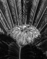 Palm 200-22-BW-1-1.jpg