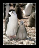 Chinstrap-Penguins.jpg