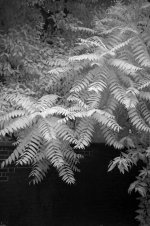 ir-leaves-1.jpg