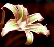 Venchka 3 modified.JPG