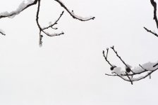 white-1.jpg