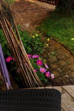 Chair with Cosmea.jpg