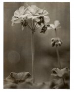 Geranium V-C-II 5.4.jpg