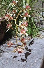 yashica-electro-35-gsn-flowers.jpg
