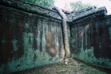 Ta Prohm RFF 2.jpg