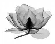 Southern Magnolia 2 best 24x30.jpg