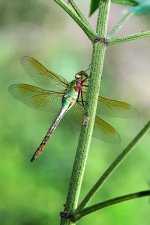 9846CRW_2999_RT8.jpg