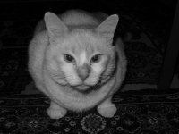 8a BOB P1010718.jpg