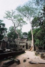 Ta Prohm 4 RFF.jpg