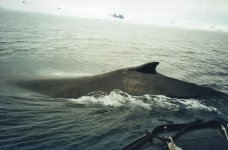 img073.jpg