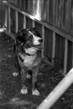 SR7 Pan F50 Microdol-x 7 copy.jpg