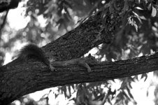 SR7 Pan F50 Microdol-x 10 copy.jpg