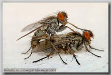 CRW_1103 640 copy.JPG