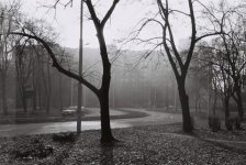 trees2.JPG