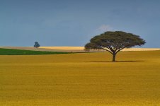 mytree2-800.jpg