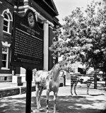 White Painted Horse with Plaque rff.jpg