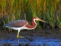 Young-Heron-crop.jpg