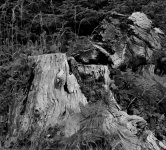 Shore-Acres-Stumpsrff.jpg