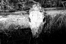 DeerSkull#1.jpg