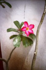kalachuchi_pinhole-em.jpg