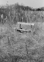 bench in tall grass.jpg