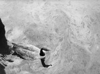 Enviromental statement-web.jpg