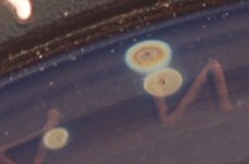 stains.jpg