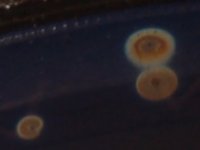 stains2.jpg