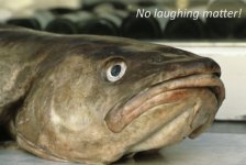 No laughing matter copy.jpg