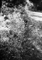 Scan-141014-0003_xl.jpg