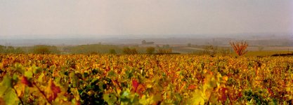 Vineyard 2 crop.jpg
