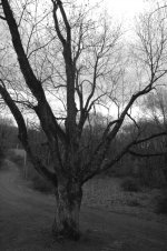 old tree bw2.jpg