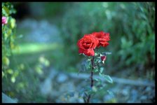 noctatf1.4s.jpg