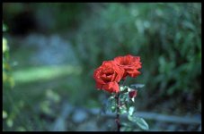 sonat1.5redroses.jpg