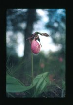 Untitled-1-ladyslipper.jpg