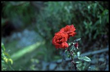cronf2redroses.jpg