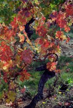 Grapes 3.JPG