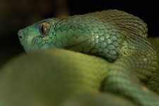 0735 blue.jpg