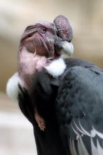 Penta J II Wal 200 14 copy.jpg