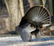 Kiss my feathers.jpg