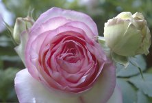 PIERRE DE RONSARD.jpg