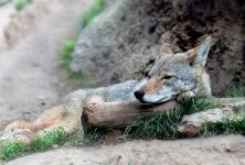 Penta J II Wal 200 13 copy.jpg