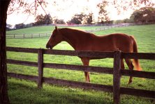50-Elmar-M-f2.8-horse'.jpg