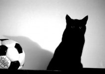 Black-Cat.jpg