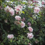 MUSK ROSE ALBERTINE_2.jpg
